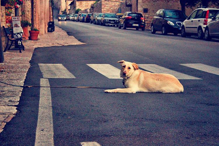 На машине в европу с собакой – все тонкости