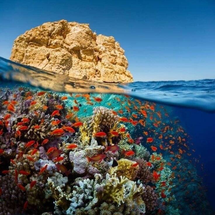 ???? опасности красного моря: все про его обитателей и правила обращения с ними