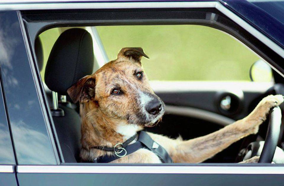 Куда поехать отдыхать на юг россии на машине с собакой?