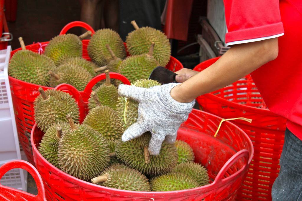 Можно ли вывозить ракушки и кораллы из тайланда, сувениры из ракушек
