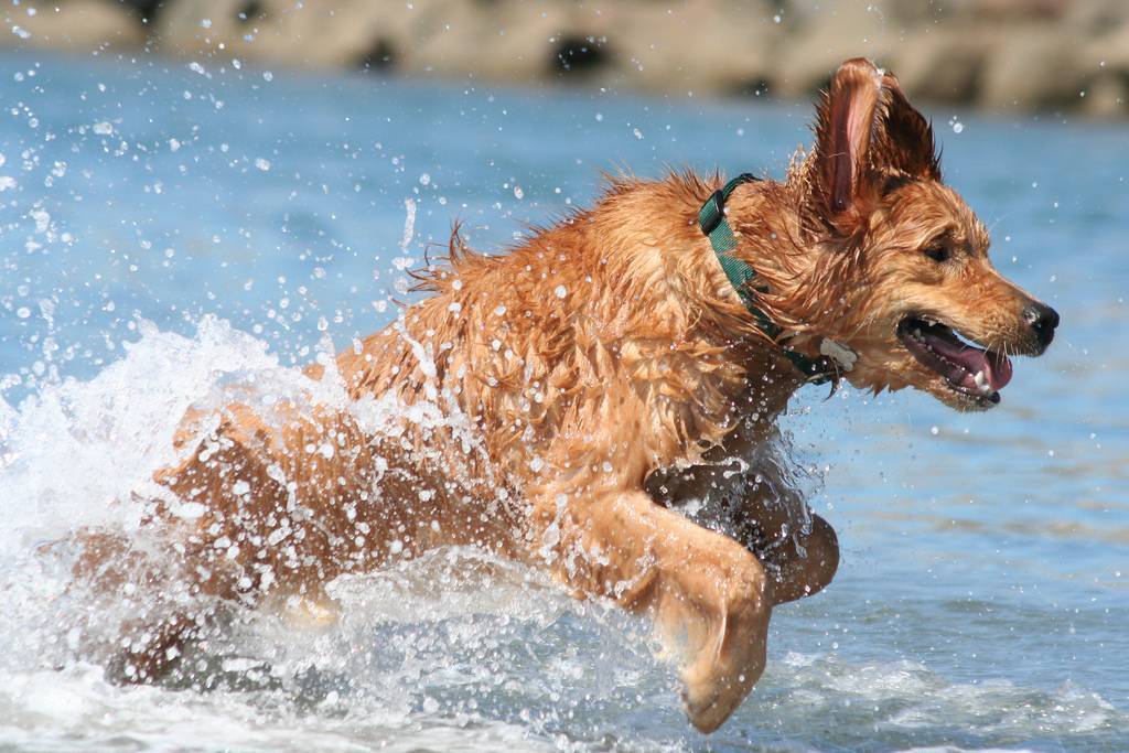 Как отдыхать на море с собакой: проживание в гостиницах и частном секторе
