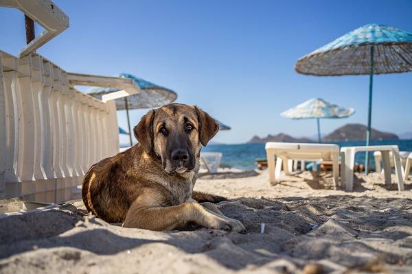 Куда лучше всего поехать отдыхать на море вместе с домашней собачкой