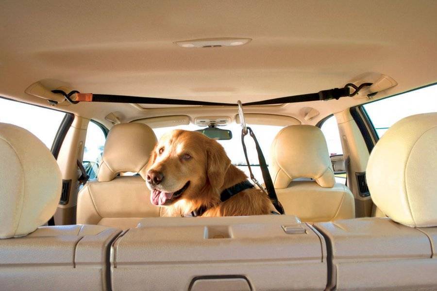 Как путешествовать с собакой разным транспортом: правила перевозки питомцев по россии, рекомендации для путешественников с собакой