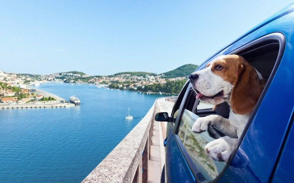 Куда поехать на машине по россии с собакой? - туристический блог ласус