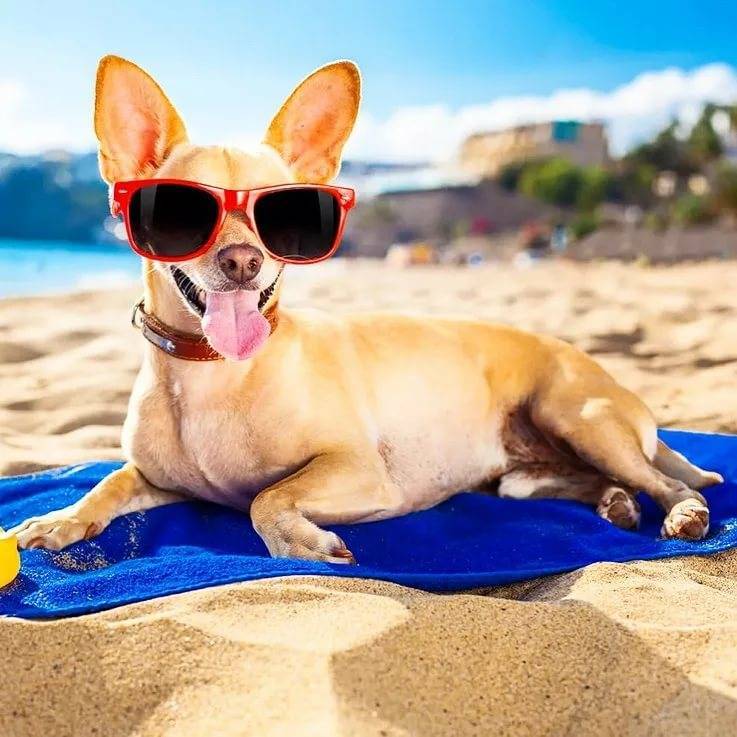 Как правильно отдохнуть с собакой на море — советы и рекомендации